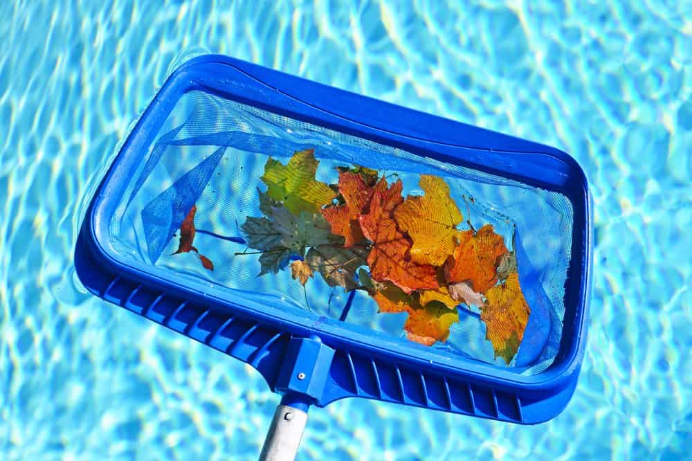 feuille piscine entretetien absence
